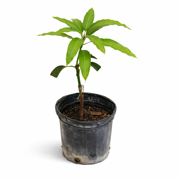 Fruit Trees